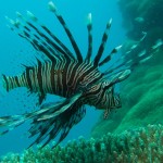 lionfish