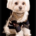 kane and couture fashion dog apparel