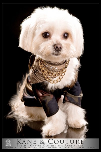 kane and couture fashion dog apparel