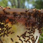 bee keeping supplies bee thinking