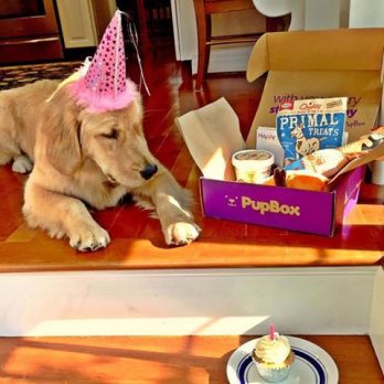 PupBox Shark Tank Update – Shark Tank Season 8